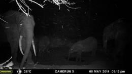 Forest Elephant Hunting Safari in Cameroon's Rain Forest 8
