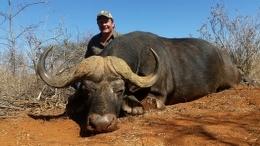 Cape Buffalo Bull