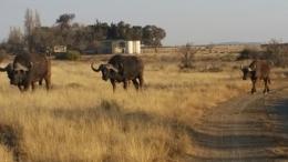 Cape Buffalo Bow Hunt 4