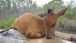 Hunt Oribi In South Africa 8