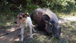 Bushpig Hunt with Dogs 1