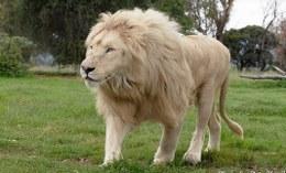 Big white lion walking