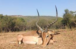 Hunt Impala Plains Game