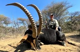 Trophy Sable Bull
