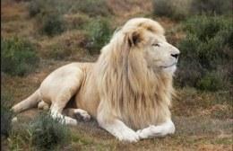 White lion male lying down