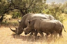 African Rhino Conservation African Rhino Conservation