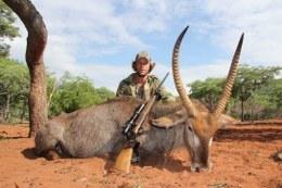 Large trophy waterbuck