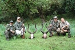Two Mountain Nyala Trophies