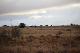 Plains Game on the horizon
