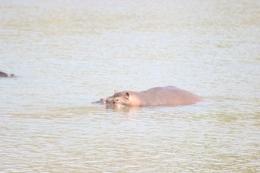 Hippo Hunt in South Africa 5
