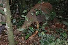 Duicker Hunting in Cameroon's Rain Forest