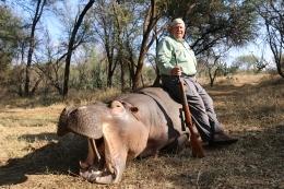 A nice discounted bull hippo