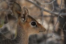 Damara dik-dik close-up