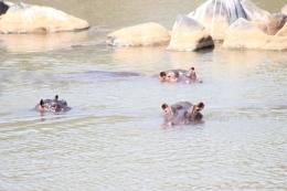 Hippo Hunt in South Africa 7