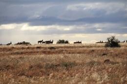 Free State animals on the horizon