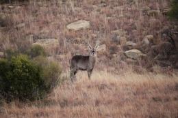 Free State Waterbuck