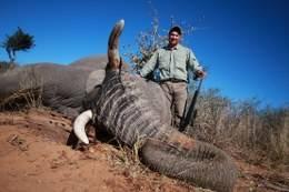 Non-trophy Elephant Hunt in Namibia