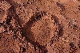 Forest Elephant Hunting Safari in Cameroon's Rain Forest 10