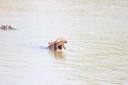 Hippo Hunt in South Africa 6
