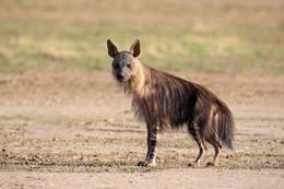 Hunting brown hyena in Africa