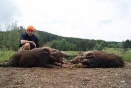 Bushpig Hunt with Dogs 3