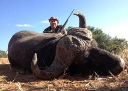 Trophy Cape Buffalo