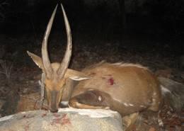 Zimbabwe Lion Hunt 2