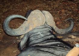 Sengwe Cape Buffalo Hunt 4