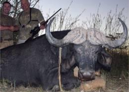 Cape Buffalo Hunt in Zimbabwe 6
