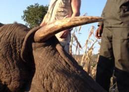 Hunt Elephant in Zimbabwe 8