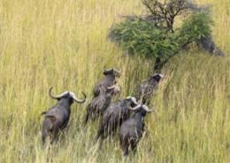 Cape Buffalo Hunt in Zimbabwe 3