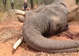 Hunt Elephant in Zimbabwe 9
