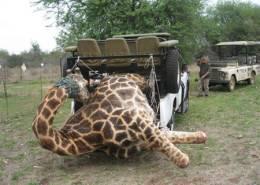 Hunt the Big 5 Photo 15