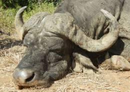 Hunt the Big 5 Photo 5