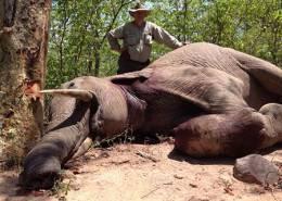 Zimbabwe Elephant Hunt 4