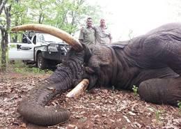 Hunt Elephant in South Africa 3
