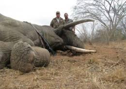 Hunt Elephant in South Africa 2