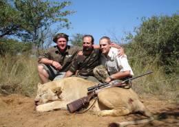South Africa Free-Range Lion 2