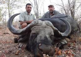Sengwe Cape Buffalo Hunt 3