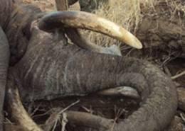 Zimbabwe Elephant Hunt 1