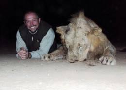 South Africa Free-Range Lion 4