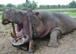 Zimbabwe Elephant Hunt 13