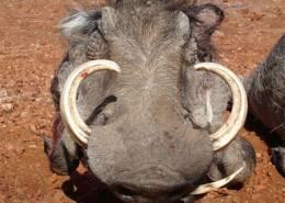 Full Bag Safari in Zimbabwe 13