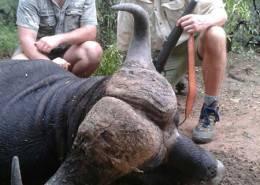 Sengwe Cape Buffalo Hunt 6