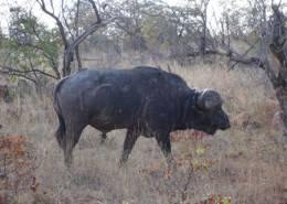 Hunt Elephant in Zimbabwe 13
