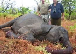 Zimbabwe Elephant Hunt 7