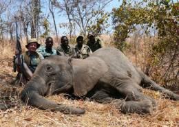 Zimbabwe Elephant Hunt 6