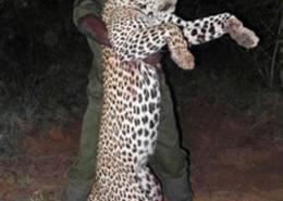Hunt Leopard in Zimbabwe 7