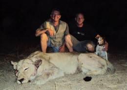 South Africa Free-Range Lion 3