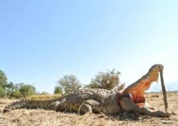 Hunt Crocodile in Zimbabwe 4